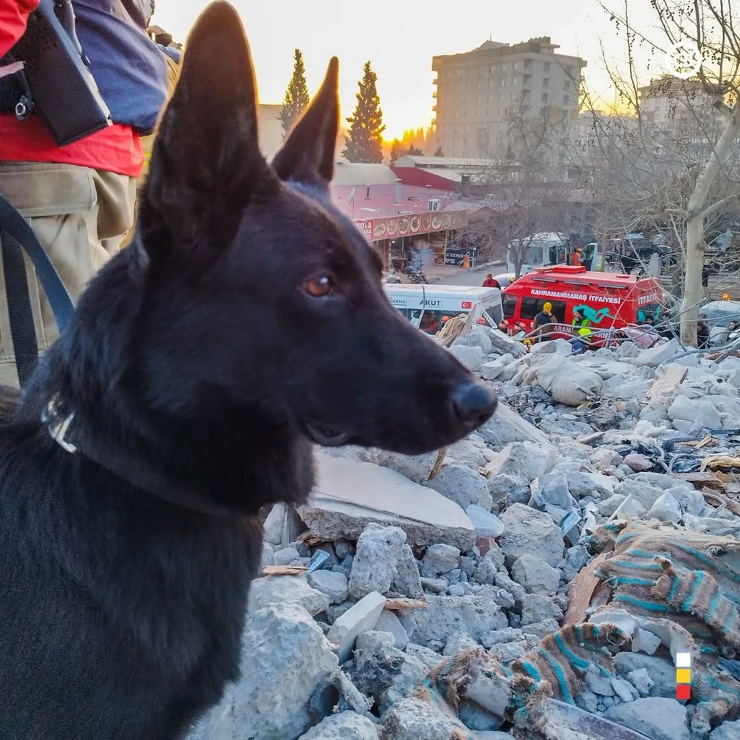 Binômio K9 — imagem 1